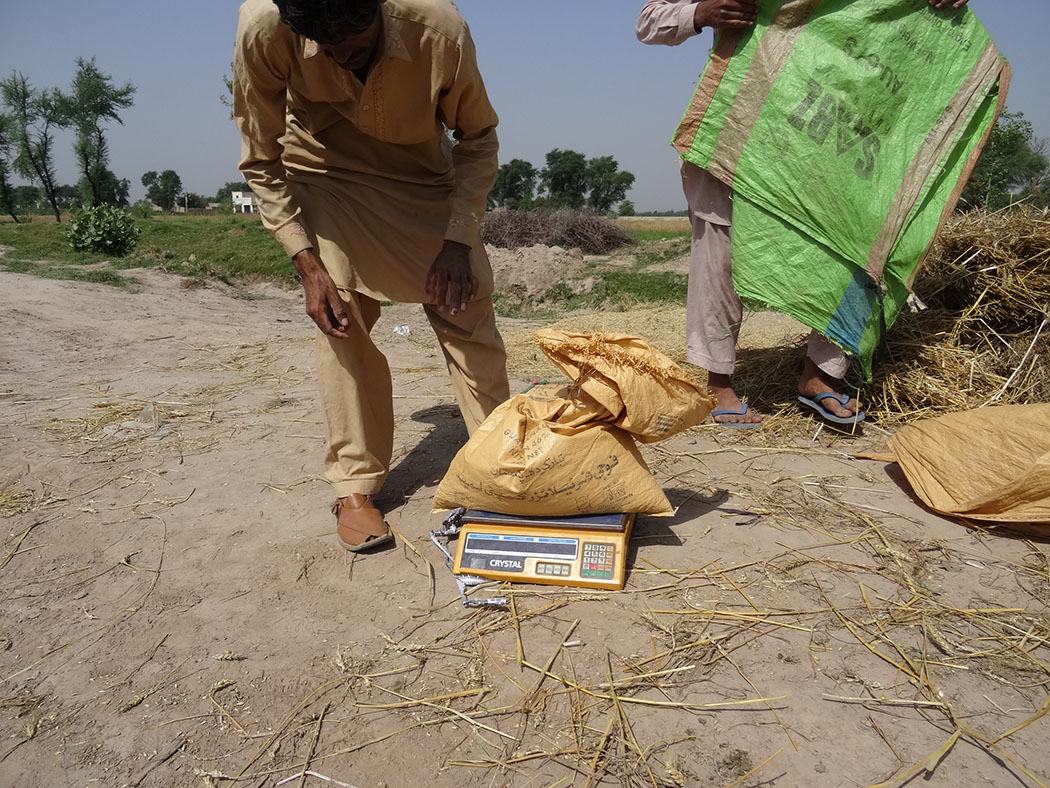 farmers weigh crops
