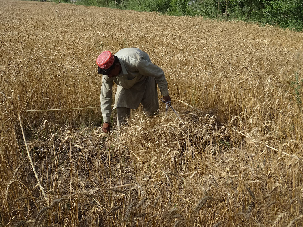 farmer in field
