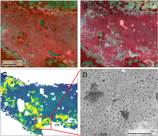 Detail of Landsat 8-based detection of charcoal production areas