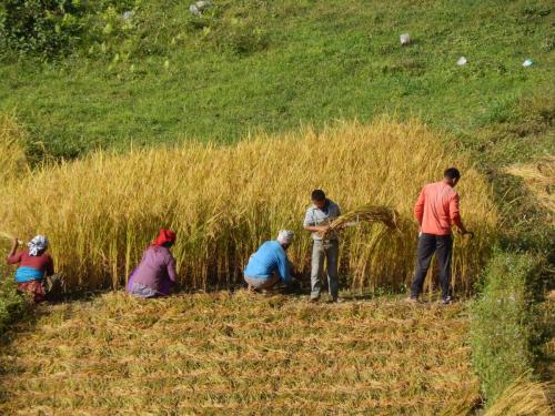 Kaski district, Nepal rice field farmers