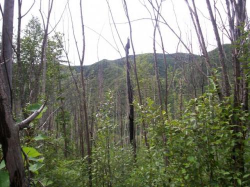 Synthesis of forest growth, response to wildfires and carbon storage for Russian forests Synthesis of forest growth, response to wildfires and carbon storage for Russian forests
