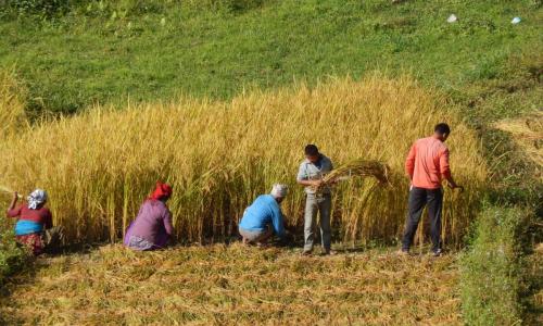 Kaski district, Nepal rice field farmers
