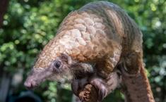 White-bellied Pangolin