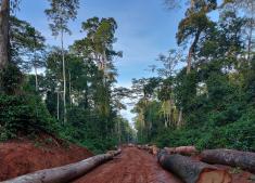 Logging road in Republic of Congo