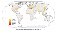 NPP loss to urban expansion