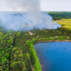 Forest fire with connecting networks superposed.