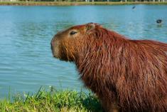 capybara 